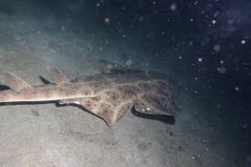 Image result for Squatina dumeril