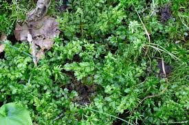 Attēlu rezultāti vaicājumam “Pseudobryum cinclidioides”