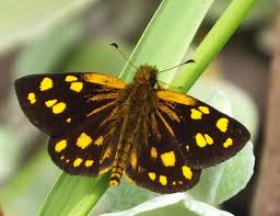 Attēlu rezultāti vaicājumam “Carterocephalus palaemon underside”