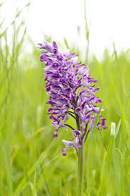 Attēlu rezultāti vaicājumam “Orchis militaris”