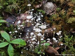 Attēlu rezultāti vaicājumam “Collybia tuberosa”