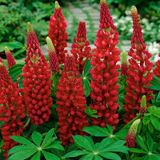 Attēlu rezultāti vaicājumam “Lupinus polyphyllus flower”
