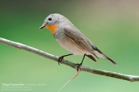 Image result for Ficedula albicilla