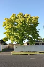 Attēlu rezultāti vaicājumam “Robinia”