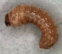 Attēlu rezultāti vaicājumam “Anobiidae”