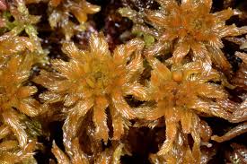 Attēlu rezultāti vaicājumam “Sphagnum balticum”