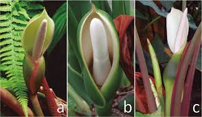Attēlu rezultāti vaicājumam “Araceae”