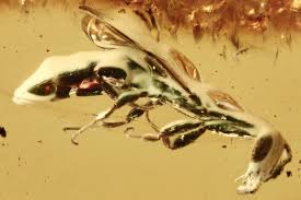 Attēlu rezultāti vaicājumam “Chrysididae”