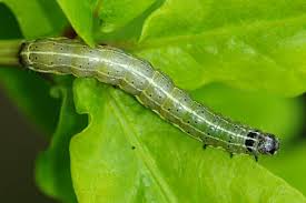 Attēlu rezultāti vaicājumam “Orthosia cruda”