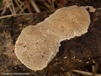 Attēlu rezultāti vaicājumam “Coriolopsis trogii”