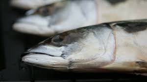 Image result for Crenimugil seheli