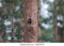 Attēlu rezultāti vaicājumam “Dendrocopos medius nest”