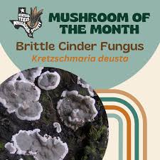 Attēlu rezultāti vaicājumam “Kretzschmaria deusta”