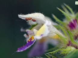 Attēlu rezultāti vaicājumam “Galeopsis speciosa flower”