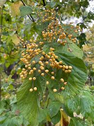 Attēlu rezultāti vaicājumam “Calamagrostis purpurea fruit”