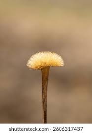 Attēlu rezultāti vaicājumam “Telekia speciosa bud”