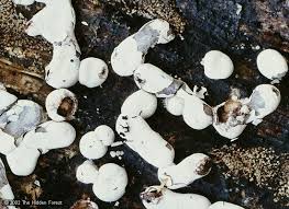 Attēlu rezultāti vaicājumam “Diderma effusum spores”