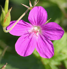 Attēlu rezultāti vaicājumam “Geranium palustre flower”