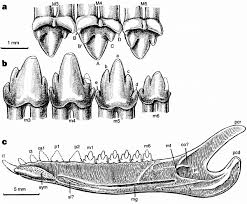 Image result for Co de Crista Chins