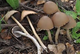 Attēlu rezultāti vaicājumam “Psathyrella sp.”