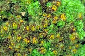 Attēlu rezultāti vaicājumam “Fossombronia wondraczekii sporophyte”