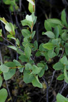 Attēlu rezultāti vaicājumam “Salix myrtilloides”