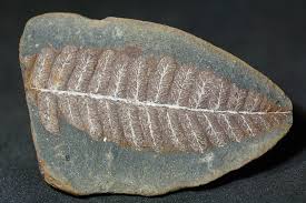 Attēlu rezultāti vaicājumam “Pteropsida”