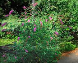 Image result for Buddleja davidii