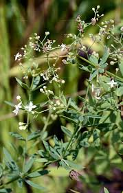 Attēlu rezultāti vaicājumam “Galium schultesii”