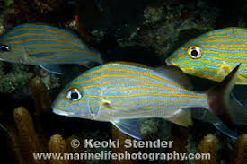 Image result for Haemulon carbonarium