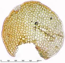 Attēlu rezultāti vaicājumam “Nardia scalaris”
