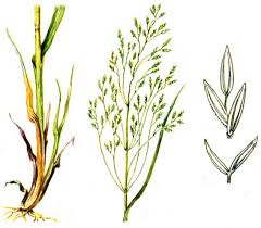 Attēlu rezultāti vaicājumam “Poa remota”