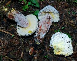 Attēlu rezultāti vaicājumam “Hypomyces chrysospermus”