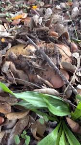 Attēlu rezultāti vaicājumam “Didymium verrucisporum stalked”