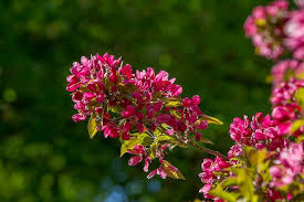 Attēlu rezultāti vaicājumam “Malus mandshurica”