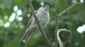Attēlu rezultāti vaicājumam “Sylvia atricapilla male”