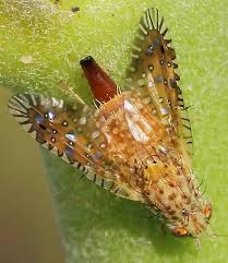 Attēlu rezultāti vaicājumam “Tephritidae”