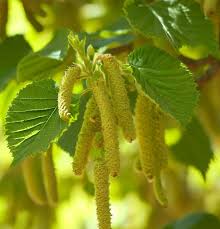 Attēlu rezultāti vaicājumam “Corylus avellana”