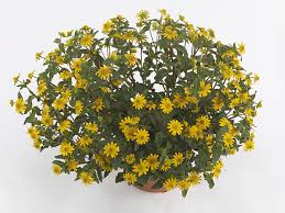 Image result for Sanvitalia procumbens