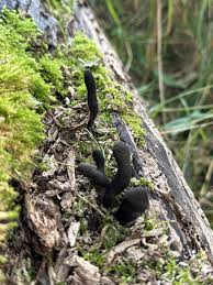 Attēlu rezultāti vaicājumam “Xylaria longipes”