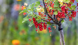 Bildergebnis für rote johannisbeeren
