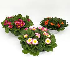 Image result for Schlüsselblumen