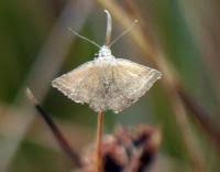 Attēlu rezultāti vaicājumam “Phytometra viridaria”