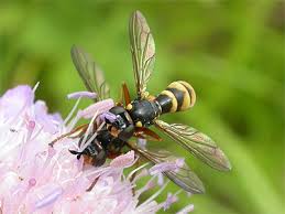 Attēlu rezultāti vaicājumam “Conopidae”