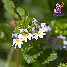 Attēlu rezultāti vaicājumam “Euphrasia”