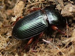 Attēlu rezultāti vaicājumam “Harpalus sp.”