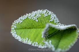 Attēlu rezultāti vaicājumam “Physarum cinereum macro”