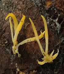 Attēlu rezultāti vaicājumam “Calocera glossoides”