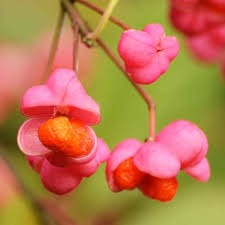Attēlu rezultāti vaicājumam “Euonymus europaeus flower”