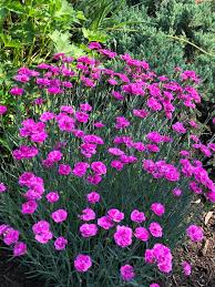 Image result for Dianthus